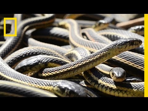 If You&#039;re Scared of Snakes, Don&#039;t Watch This | National Geographic