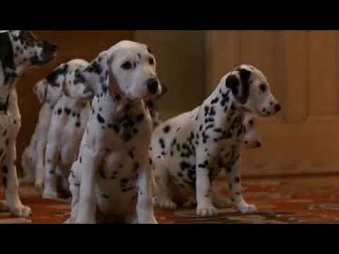 101 dalmatians - collar scene