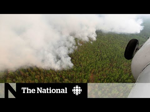 Siberian heat wave, forest fires could have global consequences