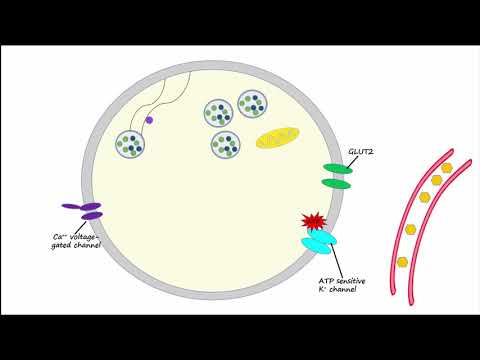 Regulation of Insulin Release and Insulin Action