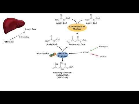 Ketone Body Synthesis | Ketogenesis | Formation Pathway and Regulation