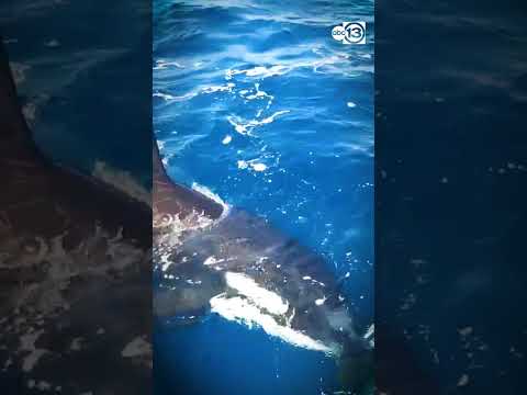Orcas attack boat off of Spain in growing trend experts say might be &#039;revenge&#039;