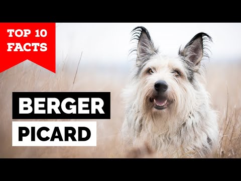 Berger Picard - Top 10 Facts