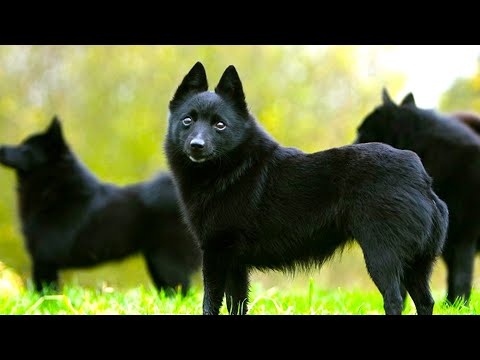 Schipperke - Ultimate Breed Facts You Need To Know!