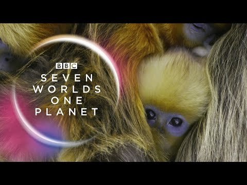 Seven Worlds, One Planet: Extended Trailer (ft Sia and Hans Zimmer) | New David Attenborough Series