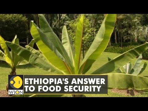 A crop virtually unknown outside Ethiopia is the answer to food scarcity | WION Climate tracker