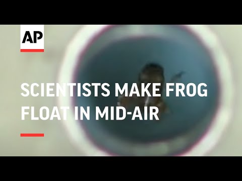 NETHERLANDS: BRITISH &amp; DUTCH SCIENTISTS MAKE FROG FLOAT IN MID-AIR