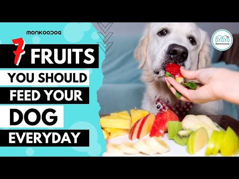 Top 7 Highly NUTRITIOUS Fruits for your dog or puppy growth. || Monkoodog