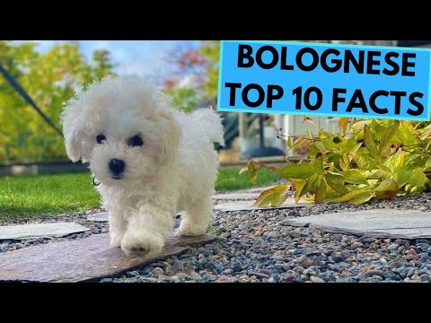 Bolognese Dog Breed - TOP 10 Interesting Facts