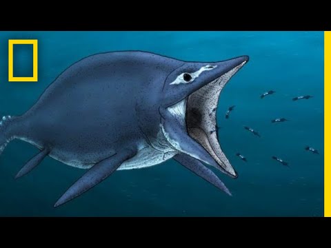 Ichthyosaurs 101 | National Geographic