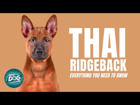 Thai Ridgeback Dog Breed Guide | Dogs 101 - EXTREMELY Rare Guard Dog