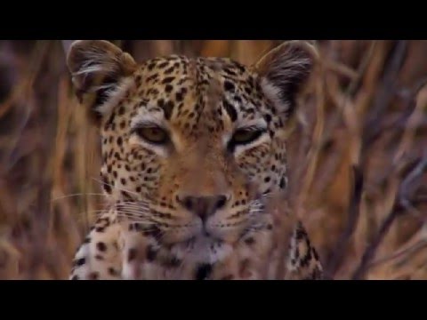 Trailer: BBC: The Hunt 2015