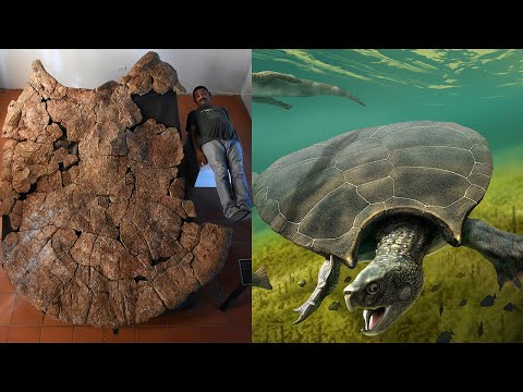 Stupendemys geographicus - the largest freshwater turtle