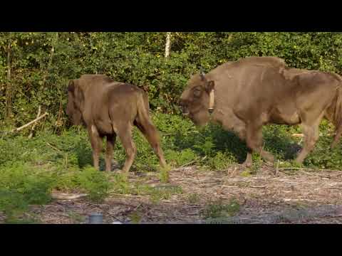 KENT WILDLIFE TRUST: BISON RELEASE