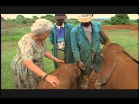 Elephant Orphans... Wisdom of the Wild