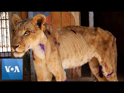 Emaciated Lions Starving to Death in Sudan Zoo