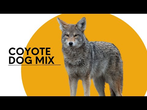 All About the Coyote Dog Mix AKA the Coydog