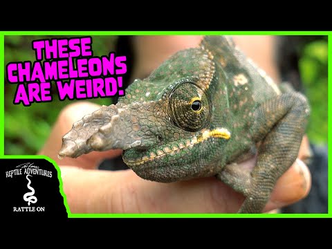 TOP 5 WEIRDEST CHAMELEONS OF MADAGASCAR!