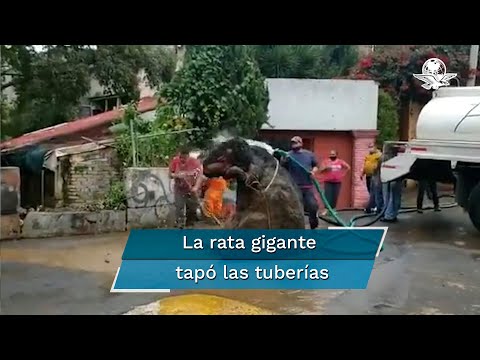 Encuentran botarga de rata gigante en la basura tras intensas lluvias en CDMX