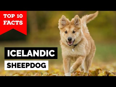 Icelandic Sheepdog - Top 10 Facts