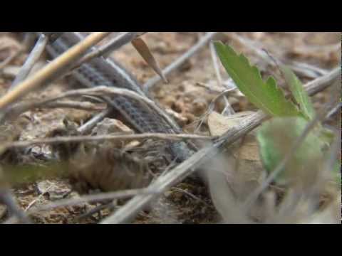 The Wildside with Michael Price: Episode 2 - Texas Lined Snake