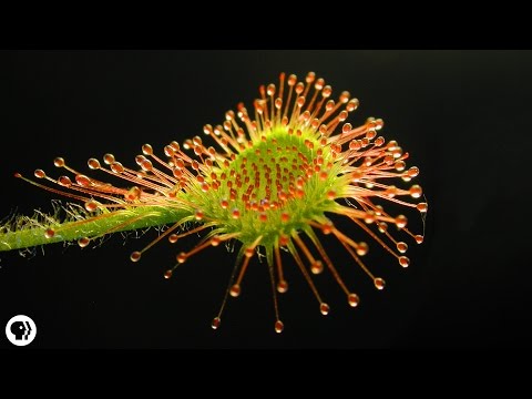 4 DEADLY Carnivorous Plants