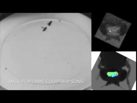 Flyception monitoring a male fruit fly&#039;s brain activity during courtship