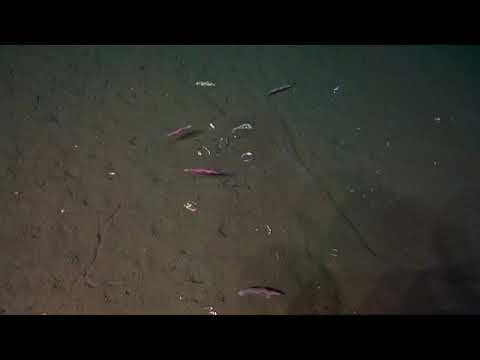 New Species of Deep-Sea Worm Discovered off Costa Rica