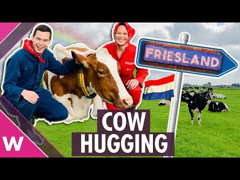 Cow hugging in Friesland, The Netherlands | Eurovision 2020 travel