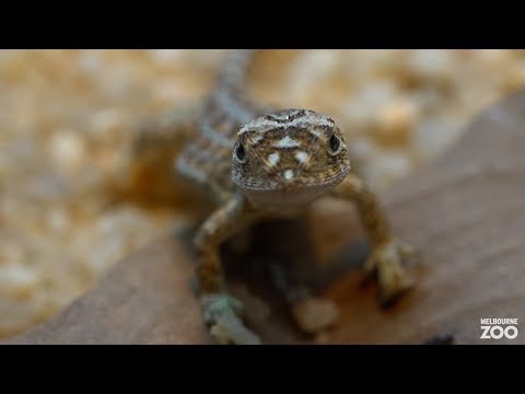Baby Grassland Earless Dragons (ACT subspecies)