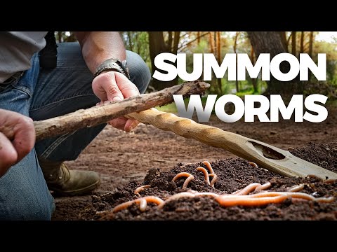 Why You Should Try WORM GRUNTING