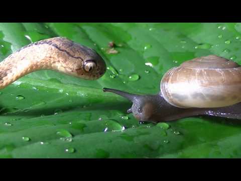 Keeled Slug Snake eats snail