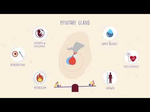 What does your pituitary gland do?