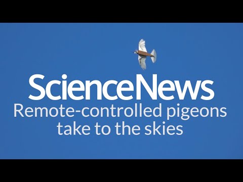 Remote-controlled pigeons take to the skies | Science News