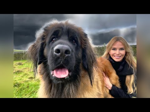 THE GIANT LEONBERGER - DANGEROUS LION DOG?