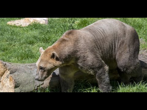 Vanderbilt researcher explains Pizzly bear hybrid species