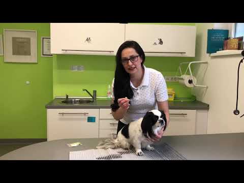 Veterinarka svetuje, kako pravilno odstraniti klopa