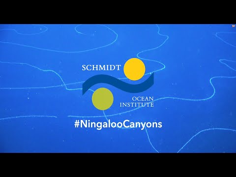 Illuminating Biodiversity of the Ningaloo Canyons - Amazing New Discoveries - FK200308