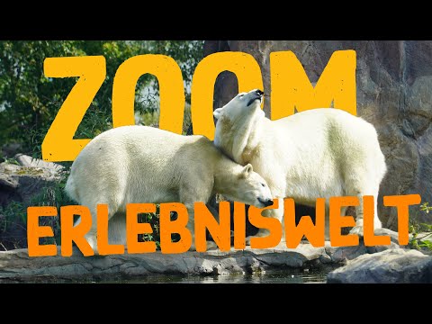 ZOOM Erlebniswelt Gelsenkirchen | Zoo Eindruck