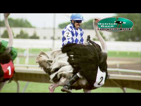 Canterbury Park Extreme Day Ostrich Race 7-16-16