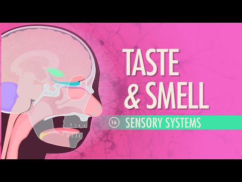 Taste &amp; Smell: Crash Course Anatomy &amp; Physiology #16