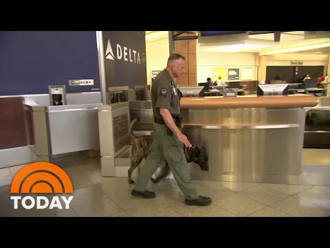 COVID-Sniffing Dogs Test Passengers At Helsinki Airport | TODAY
