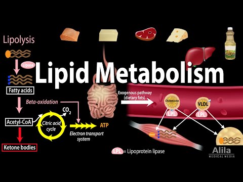 Lipid (Fat) Metabolism Overview, Animation