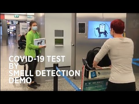 Demonstrating Covid-19 test by dogs | University of Helsinki