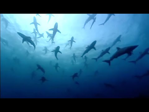 The Blue Planet Collection | Part 1 | BBC Earth