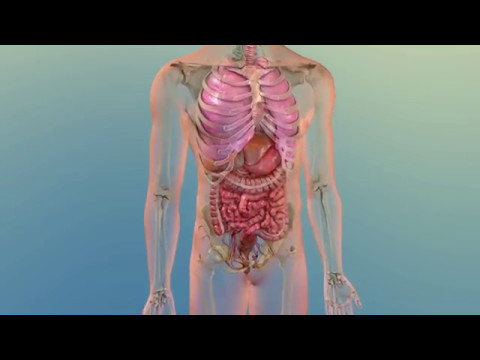 How Your Body Uses Cholesterol