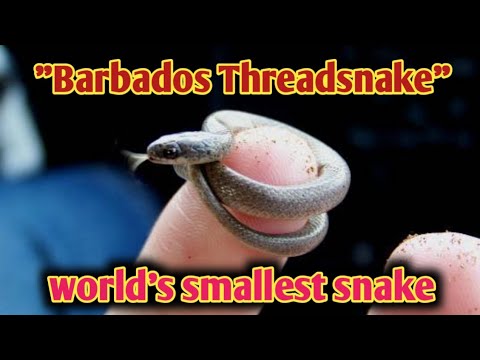 Barbados Threadsnake - World&#039;s Smallest Snake Species