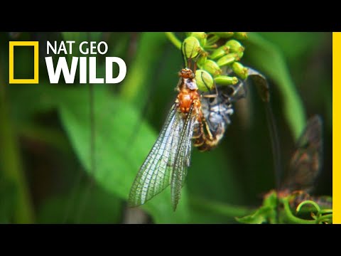 The 24-Hour Life of the Mayfly | Nat Geo Wild