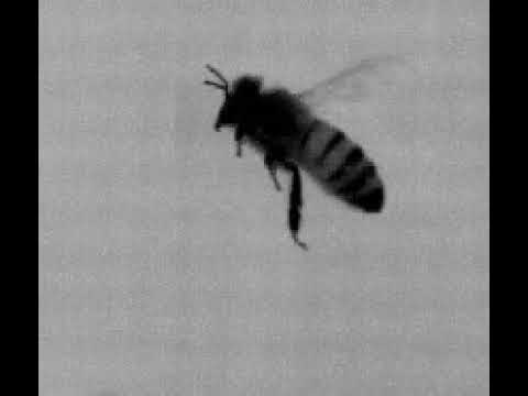How Bees Fly