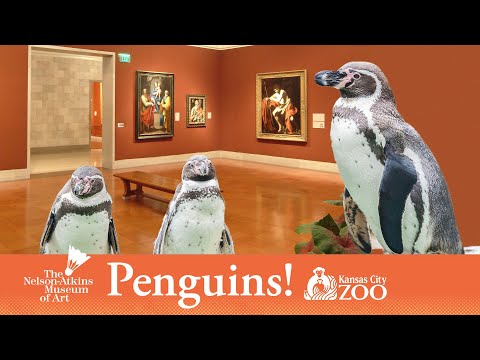 Penguins Visit Nelson-Atkins Ahead of Kansas City Zoo Opening